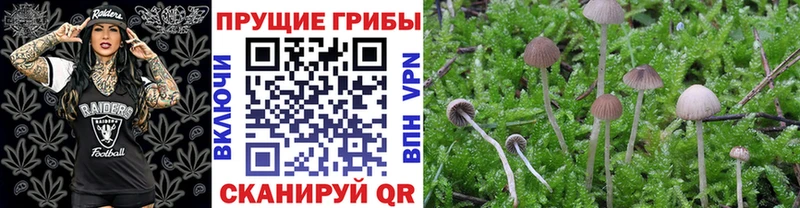 где можно купить наркотик  ссылка на мегу   Псилоцибиновые грибы Psilocybine cubensis  Котовск 